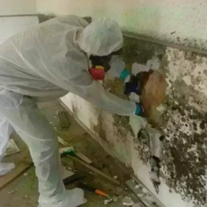 Mold Remediation and Removal in Seagraves, TX